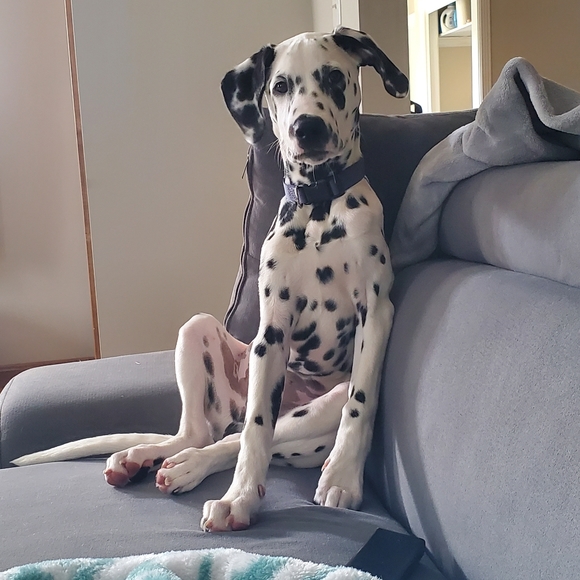 Meet Max! - Picture 8 of 14